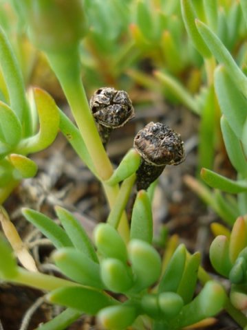 Lampranthus sociorum old capsules